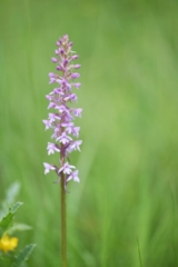 DSC_4241_result