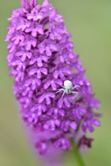 DSC_4661_result
